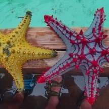 Starfish of Zanzibar